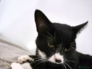 Mixed Breed cats Male bengal/mix black cat - Advert 2