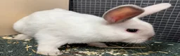 Rex rabbits for sale: Rex x Netherland dwarf  - Advert 3