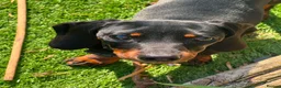 Miniature Dachshund dogs for stud: FOR STUD in Reading - Advert 3