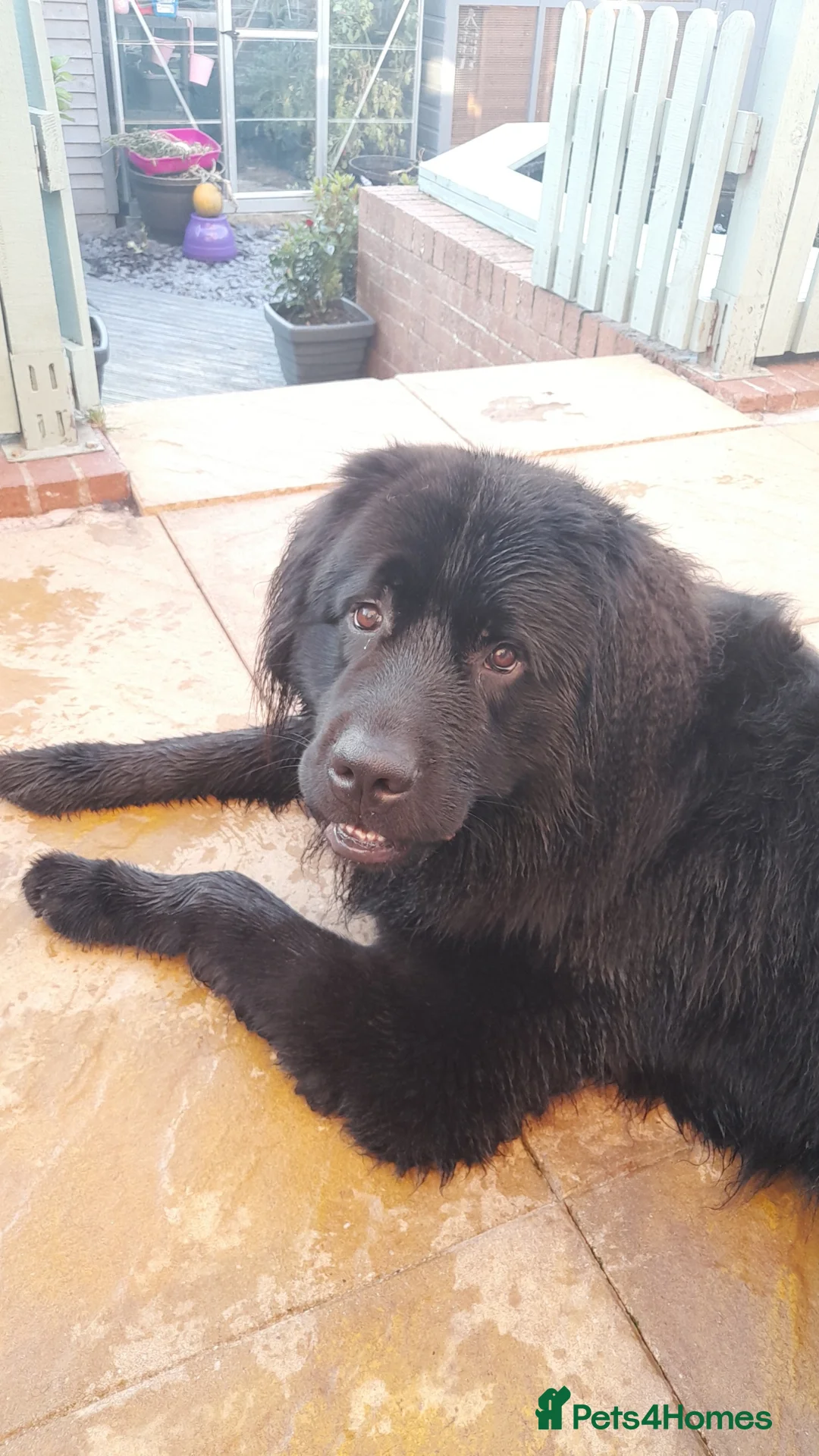 Newfoundland dogs for sale: Gorgeous Newfoundland boy - Advert 1