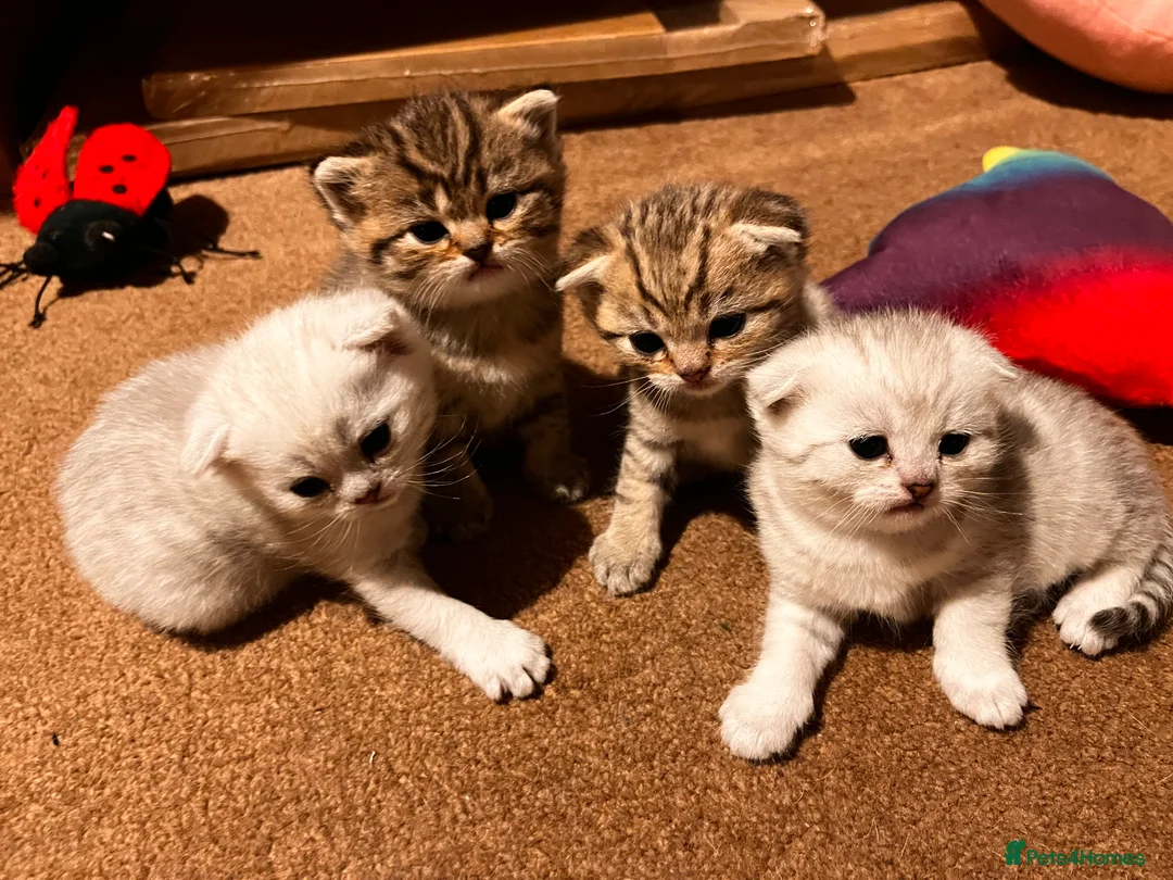 Scottish Fold cats for sale: Scottish fold kittens - Advert 2