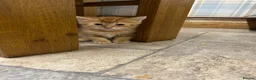 Mixed Breed cats for sale: Adorable farm kittens - Advert 5