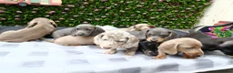 Miniature Dachshund dogs for sale: RAINBOW MINIS KC REG PRA CLEAR  - Advert 3