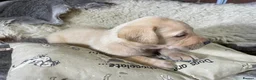 Labrador Retriever dogs for sale: 3 Stunning KC Reg Male Pups, Health Tested Parents - Advert 5