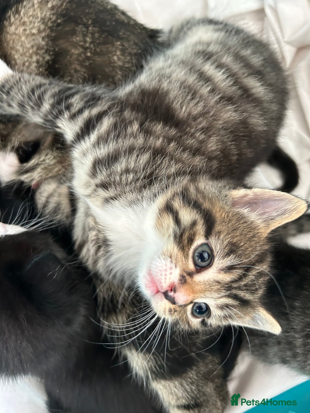 Mixed Breed cats for sale: Beautiful kittens 4 weeks old - Image 13