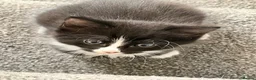 Domestic Shorthair cats for sale: 4 adorable little black & white girls - Advert 3