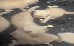 Ragdoll cats for sale: BEAUTIFUL RAGDOLL KITTENS - Image 10