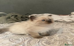 Ragdoll cats for sale: Beautiful Ragdoll kittens  - Image 12
