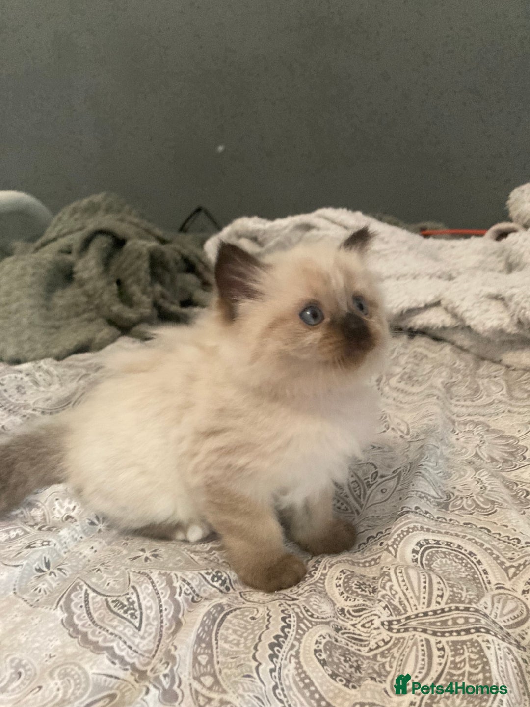 Ragdoll cats for sale: Beautiful Ragdoll kittens  - Image 12