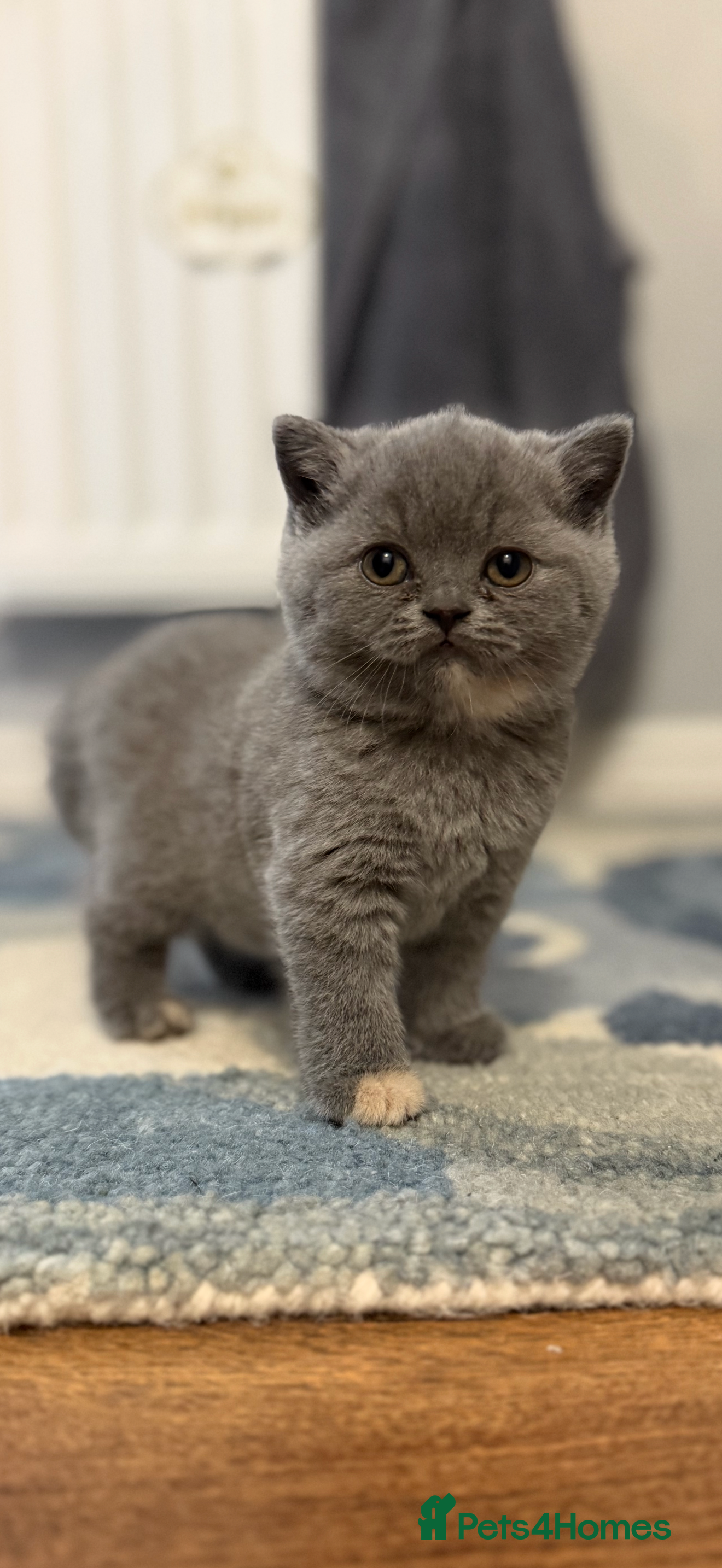 British Shorthair cats Blue Cream BSH Girl Available 🩷 - Advert 18
