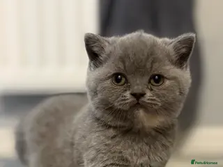 British Shorthair cats Blue Cream BSH Girl Available 🩷 - Advert 17