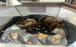 German Shepherd dogs for sale: German shepherd puppies.  - Image 7