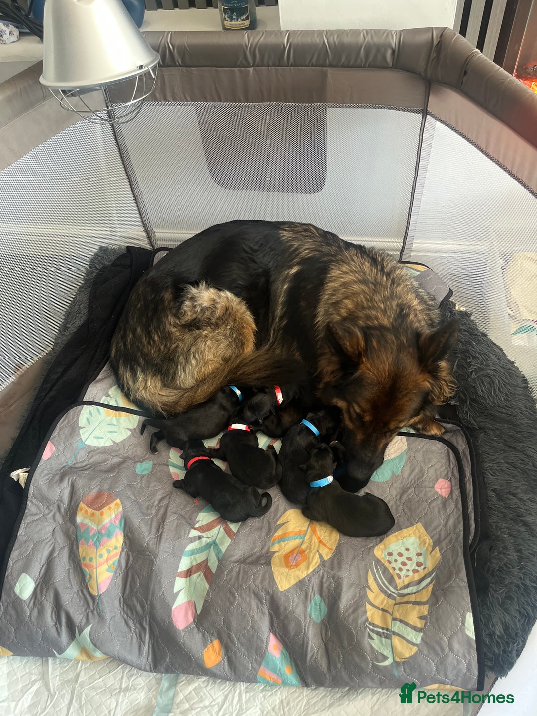 German Shepherd dogs for sale: German shepherd puppies.  - Image 7