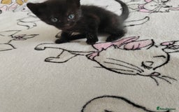 Mixed Breed cats for sale: Lovely kittens  - Image 10