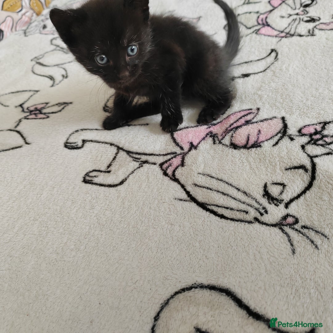 Mixed Breed cats for sale: Lovely kittens  - Image 10