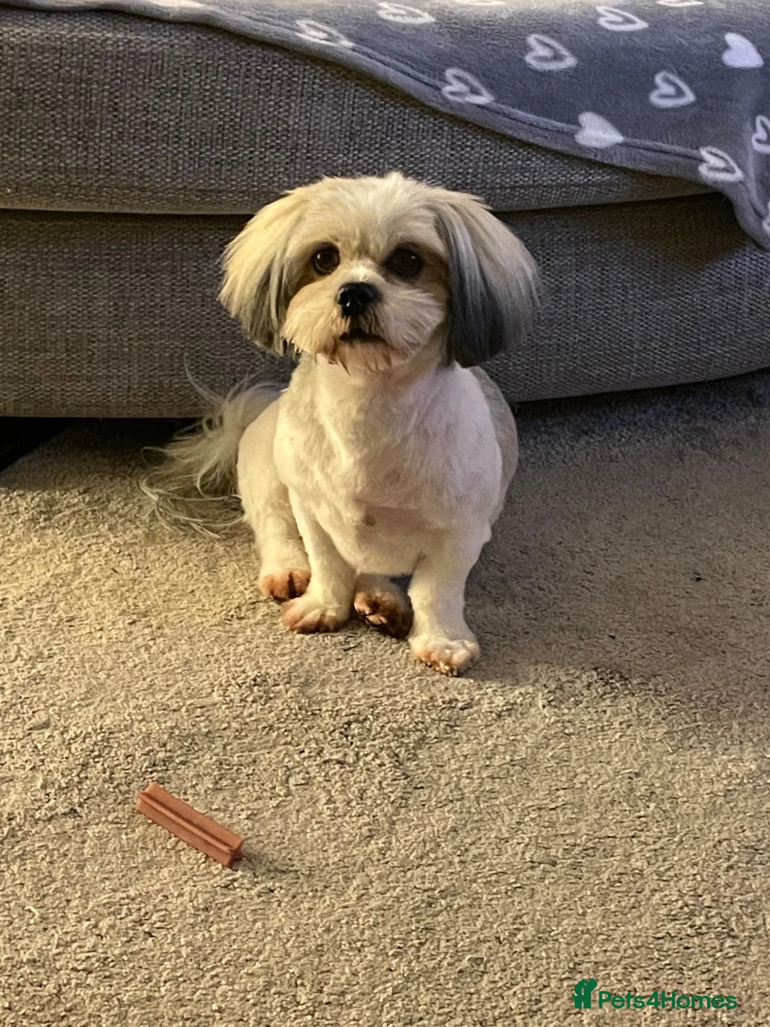 Lhasa Apso dogs for sale: Beautiful Lhasa Apso - 6 Years Old in Redcar - Advert 15