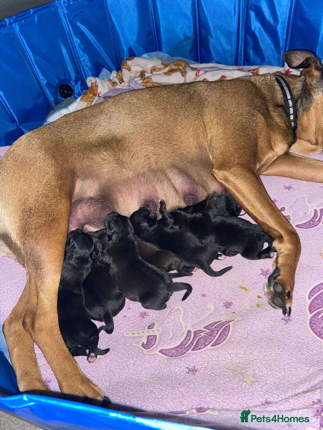 Mixed Breed dogs for sale: Mixed breed puppy’s  - Advert 39