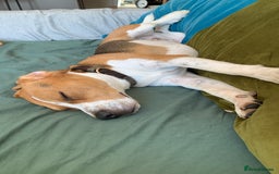 Beagle dogs for sale: Buddy needs lovely new experienced home - Image 5