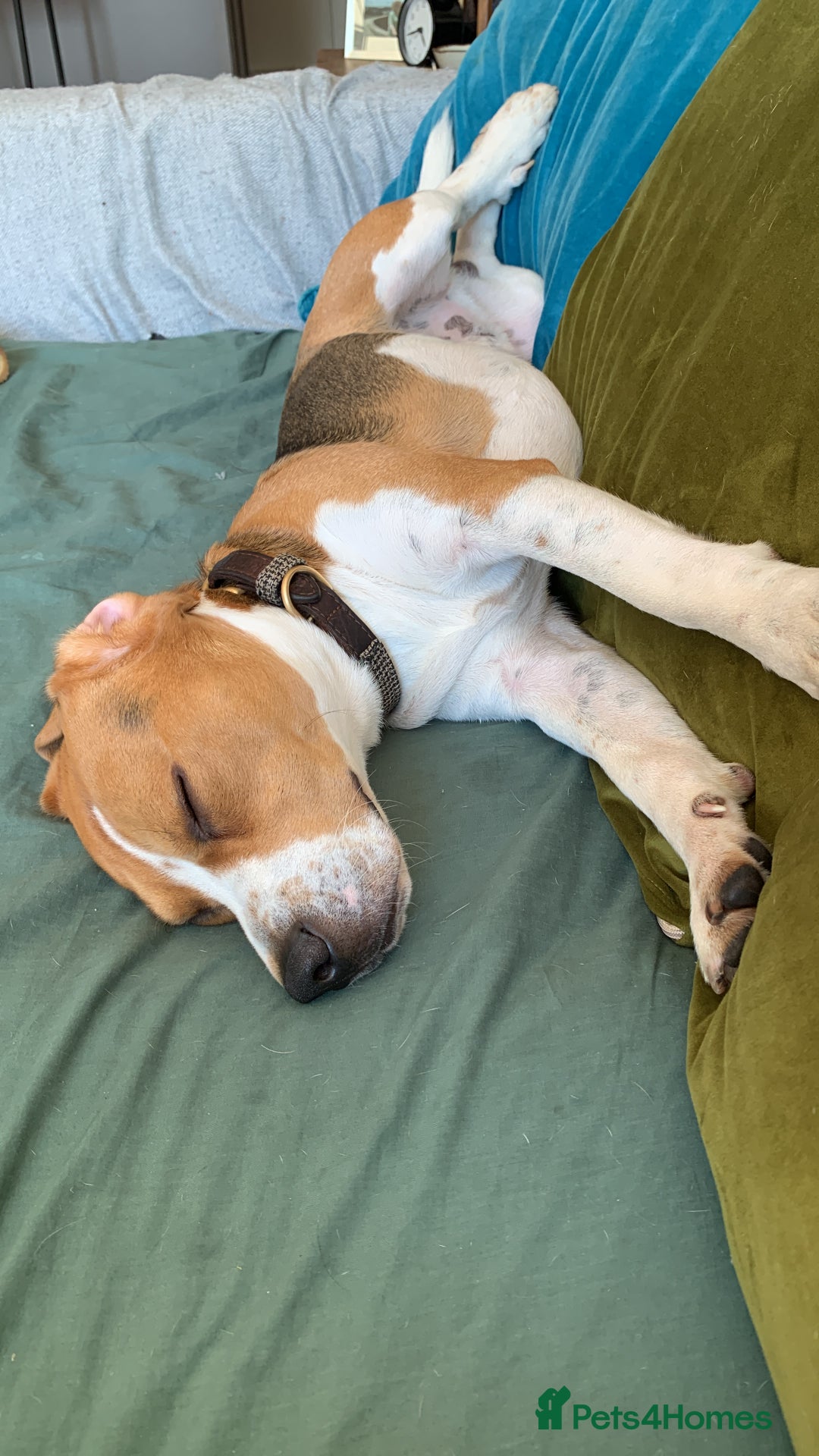 Beagle dogs for sale: Buddy needs lovely new experienced home - Image 5