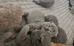 British Shorthair cats for sale: British Shorthair x Scottish Fold - Image 4