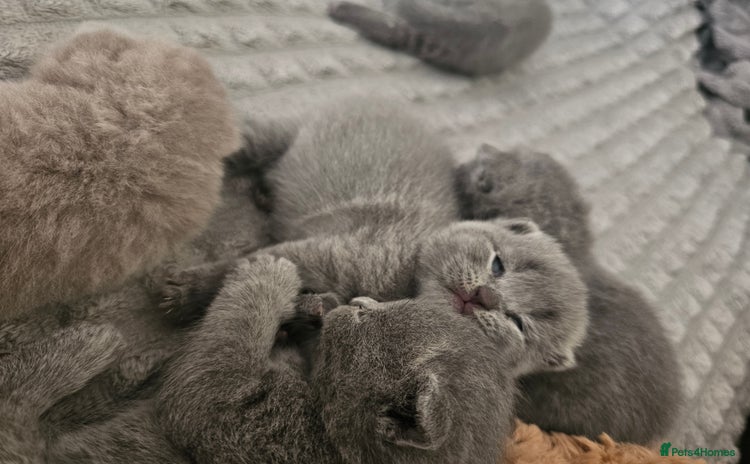 British Shorthair cats - Advert 12