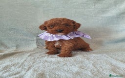 Toy Poodle dogs for sale: Red KC Toy Poodle small puppies - Image 9