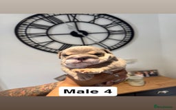 English Bulldog dogs for sale: English bulldog male pups for sale - Image 3