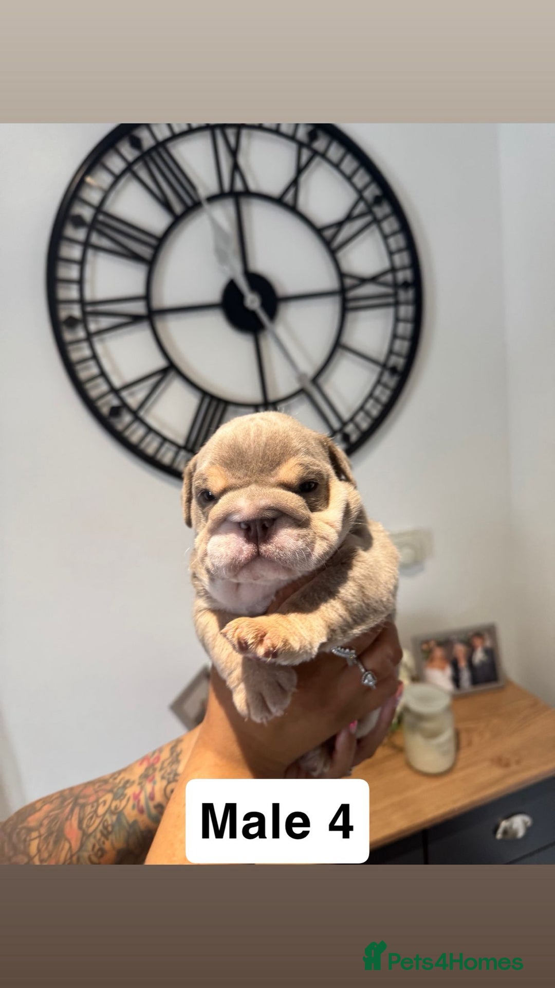 English Bulldog dogs for sale: English bulldog male pups for sale - Image 3