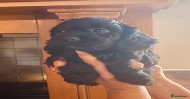 Cavapoo dogs - Advert 9