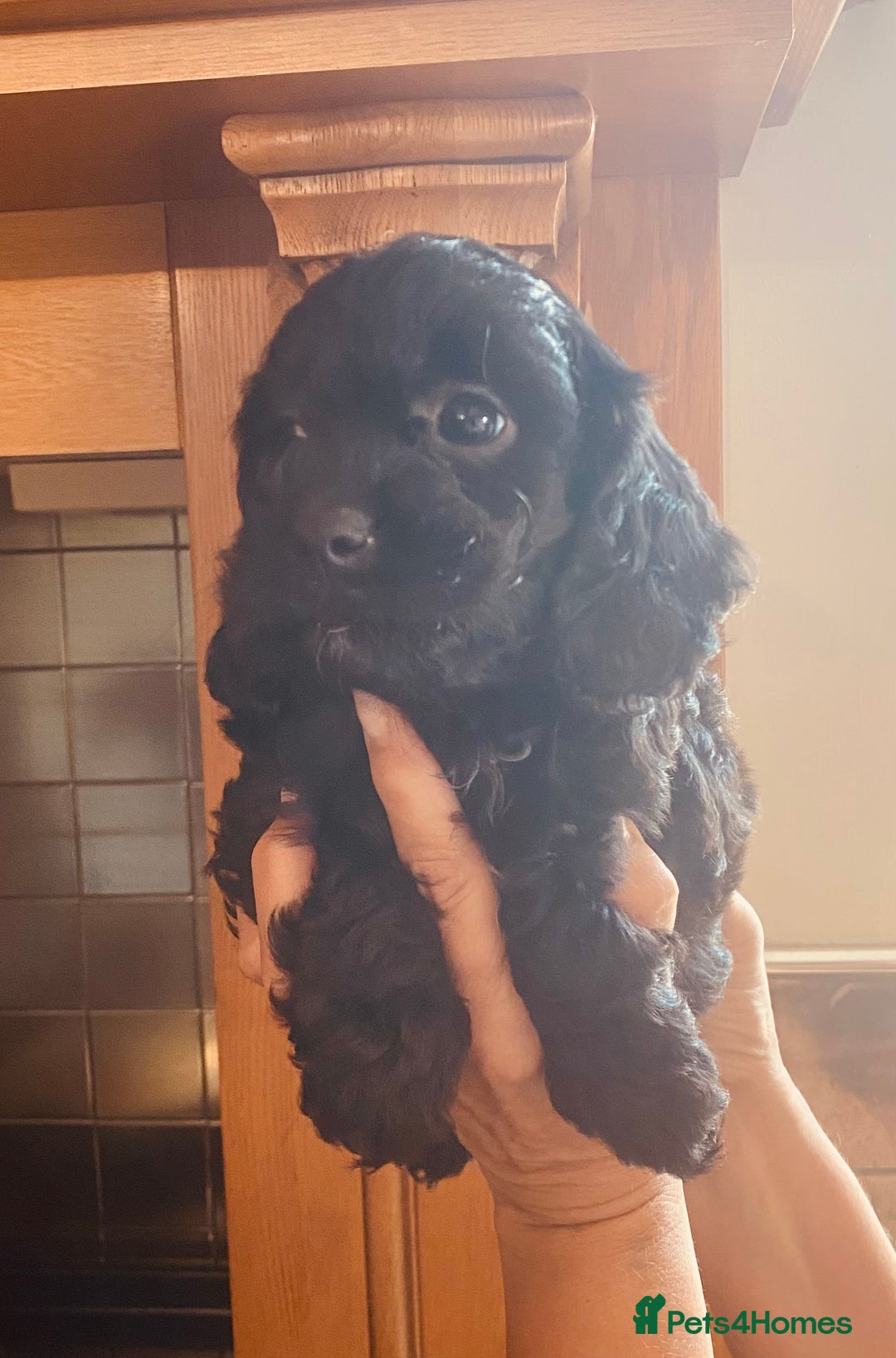Cavapoo dogs for sale: F1 boys, licensed breeder, health tested parents - Image 2
