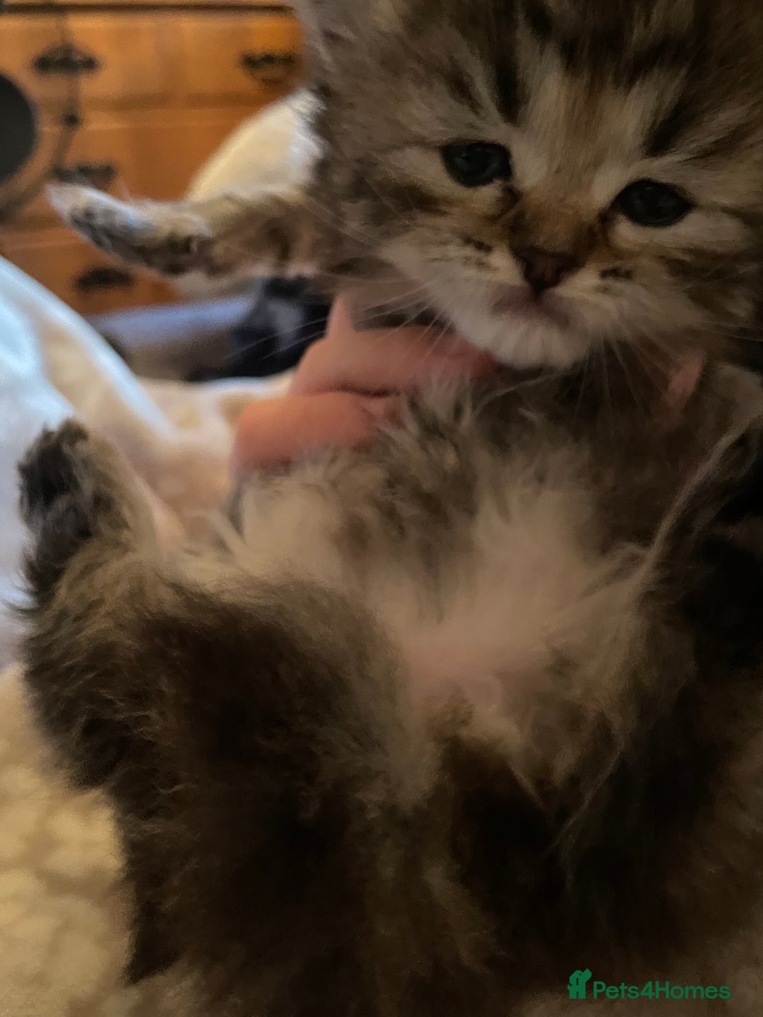 Siberian cats for sale: Ragdoll x Siberian  - Advert 9