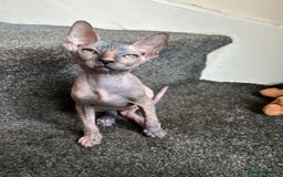 Sphynx cats for sale: 4 female canadian sphynx looking for home - Advert 13