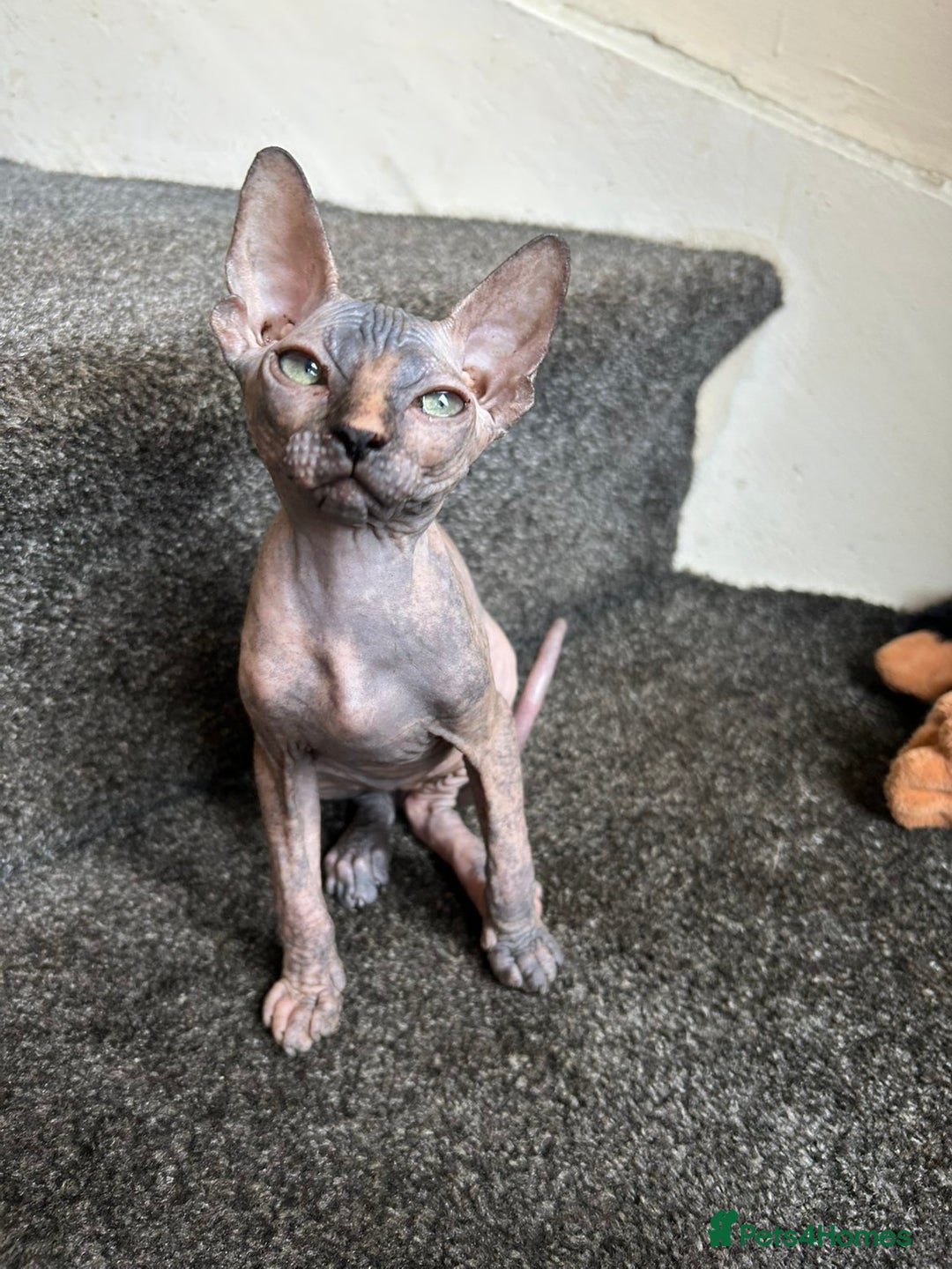 Sphynx cats for sale: 4 female canadian sphynx looking for home - Advert 13