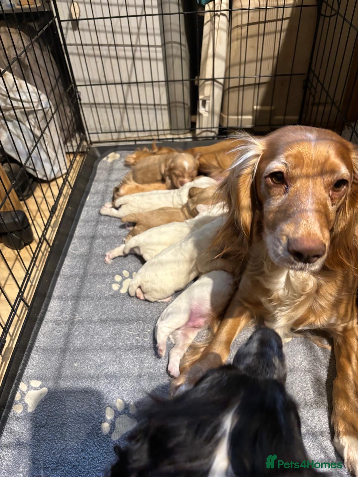 Cocker Spaniel dogs Working cocker spaniels  - Advert 8