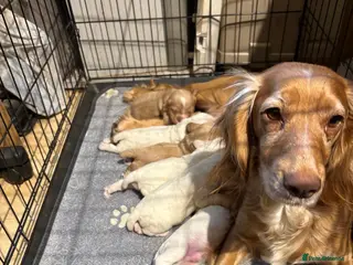 Cocker Spaniel dogs Working cocker spaniels - Advert 8