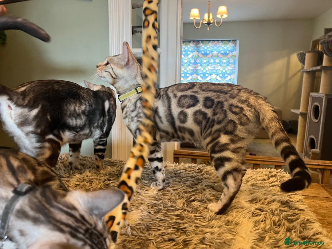 Bengal cats for sale: Beautiful Bengal Kittens Ready for Forever Homes - Image 32