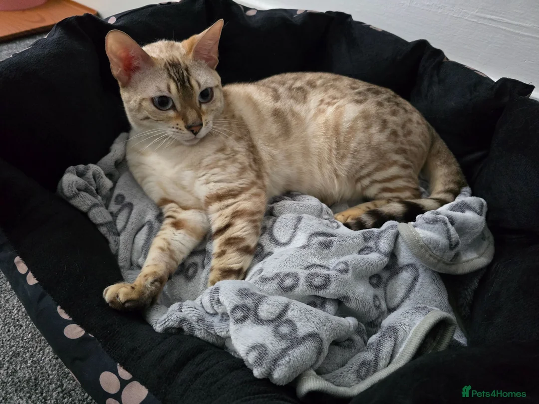 Bengal cats for sale: ACTIVE SNOW BENGAL KITTEN BLUE EYES TICA REGISTER - Advert 19