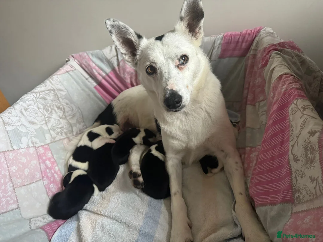 Border Collie dogs for sale: 1 Border Collie Pup - Health tested clear parents - Advert 6