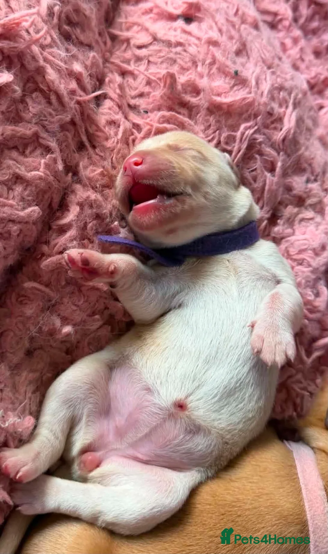 Goldador dogs for sale: 11 Beautiful Goldador puppies - Advert 35