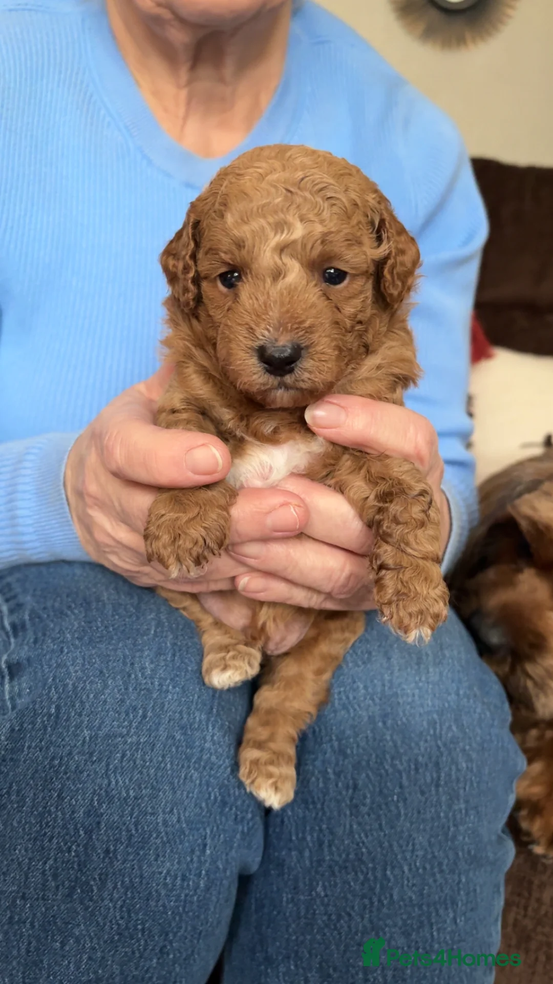 Cavapoo dogs for sale: Beautiful litter of f2 cavapoo puppies  - Advert 1