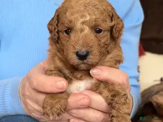Cavapoo dogs Beautiful litter of f2 cavapoo puppies - Advert 17