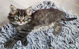 Maine Coon cats for sale: 2 stunning 3/4 Maine Coon boys - Image 11