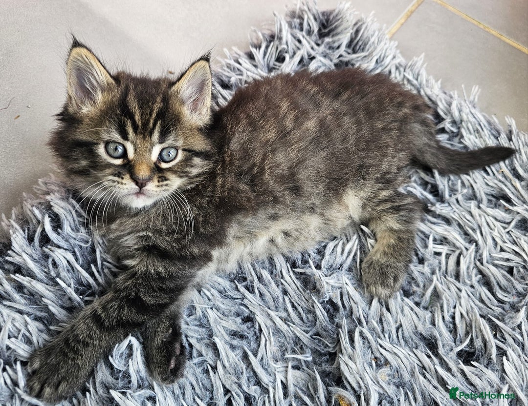 Maine Coon cats for sale: 2 stunning 3/4 Maine Coon boys - Image 11