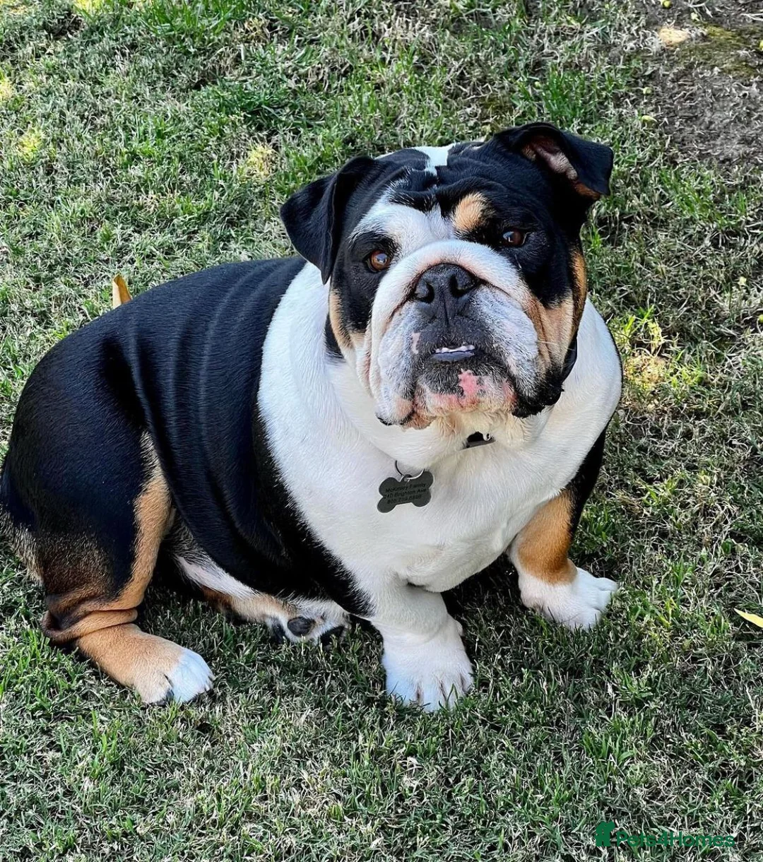 English Bulldog dogs for sale: Beautiful English bulldog puppies  in Cardiff - Advert 14