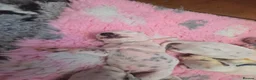 Dalmatian dogs for sale: Stunning Pure Dalmation Puppies  - Advert 24