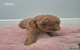 Miniature Poodle dogs for sale: KC Registered Red Miniature Poodle Puppies  - Image 4