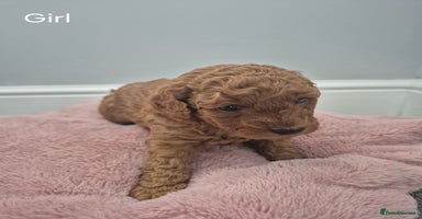 Miniature Poodle dogs - Advert 3