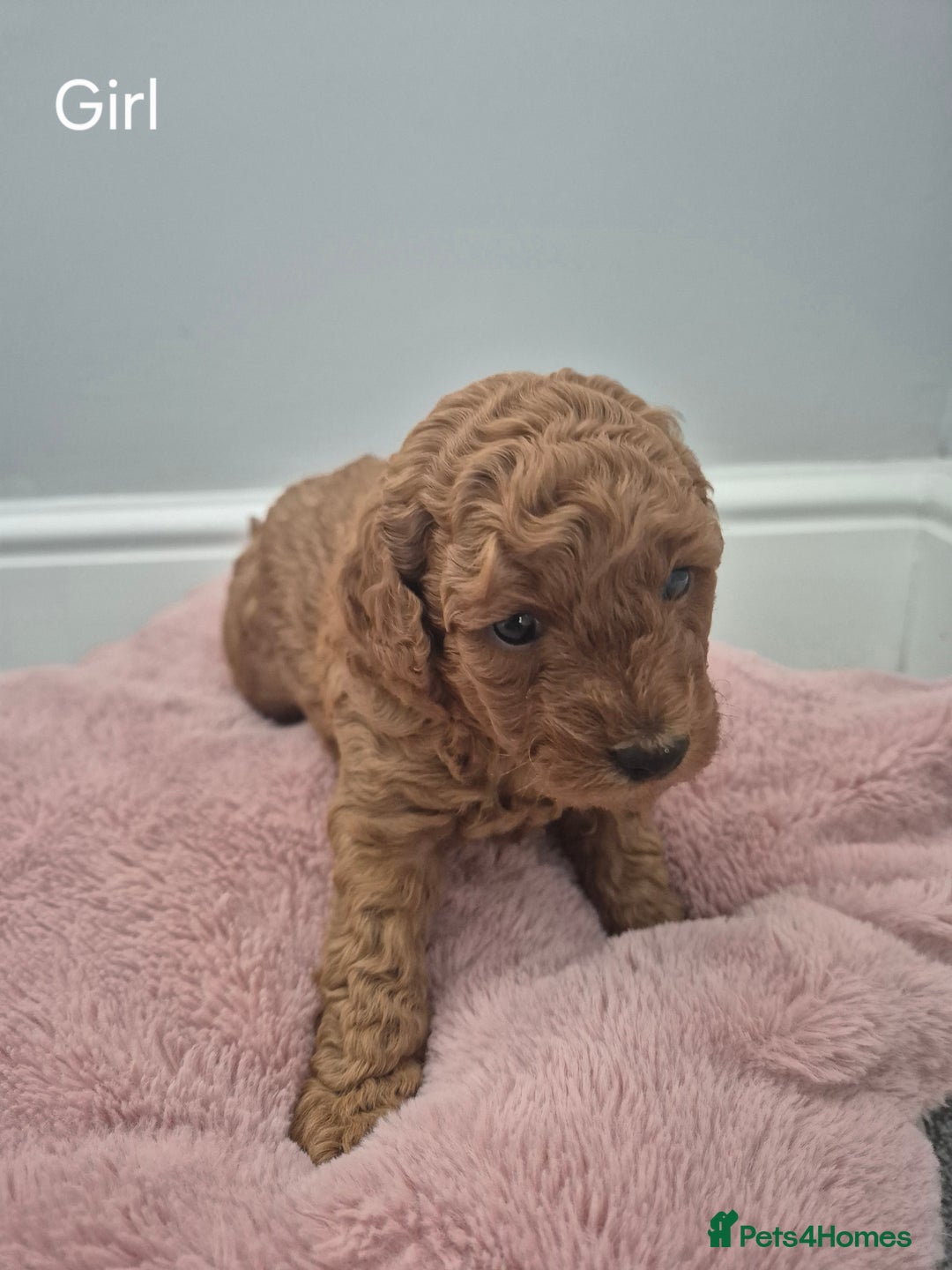 Miniature Poodle dogs for sale: KC Registered Red Miniature Poodle Puppies  - Image 4