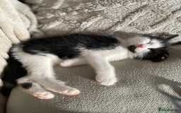 Mixed Breed cats for sale: Female kitten - Image 1