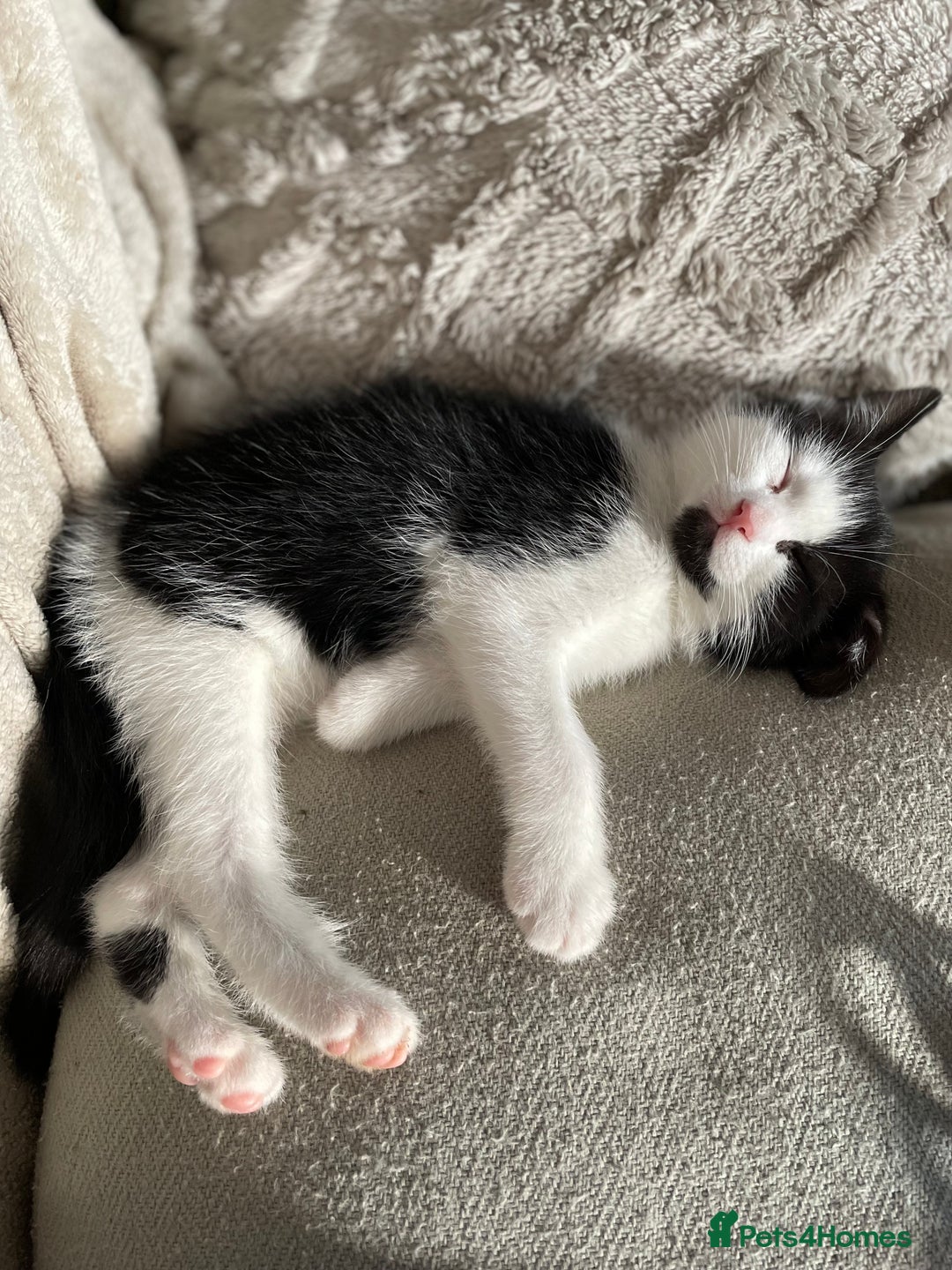 Mixed Breed cats for sale: Female kitten - Image 1